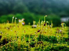 -铁山坪森林公园