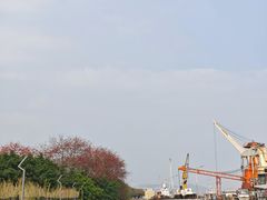 -长洲岛