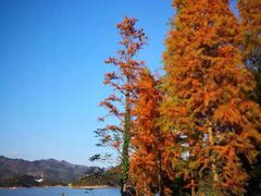 -千岛湖龙川湾