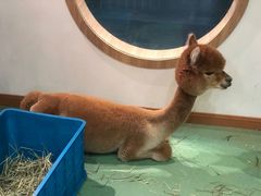 -藦茜花园宠物主题亲子互动体验馆(国顺东路店)