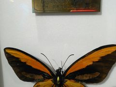 -上海昆虫博物馆