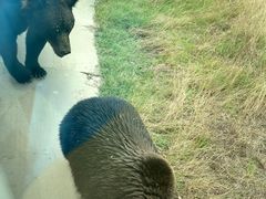 -上海野生动物园
