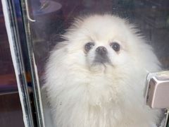 -FAELING PETS美天灵宠物(富力广场店)