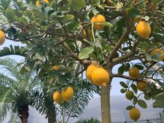 -自由生长植物工作室(深港花卉中心店)