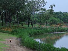 -顺峰山公园