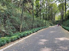 -宜兴龙背山森林公园
