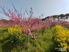 -南汇桃花村