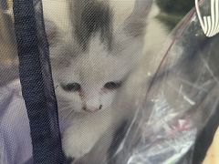 -美联众合爱康动物医院•复杂内科•肿瘤科•牙科•腔镜诊疗中心