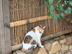 -龙华素斋(龙华路店)