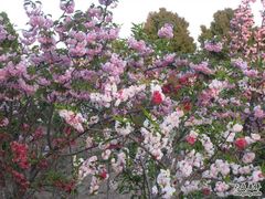 -南汇桃花村