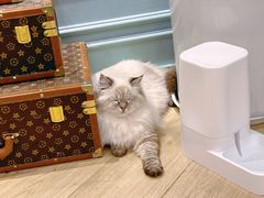 -安格丽娜·狗咖·猫咖羊驼咖(春熙路百盛商场店)
