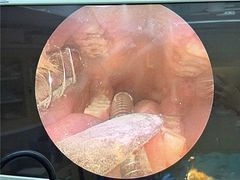 -立德异宠动物医院.兔鸟爬.内窥镜(天河店)