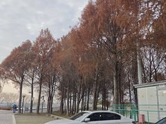 -贡湖湾湿地公园