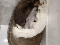 -楼上猫咖(罗湖店)