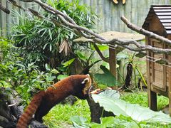 -深圳野生动物园