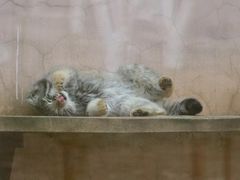 -青藏高原野生动物园
