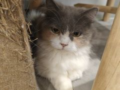 -楼上猫咖(罗湖店)