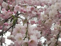 -高东镇樱花园
