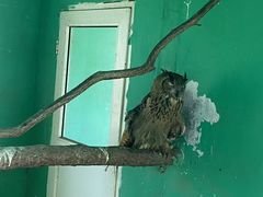 -西霞口神雕山野生动物世界