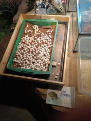 -酷嗒动物文化乐园(cutezoo西溪乐天城店)