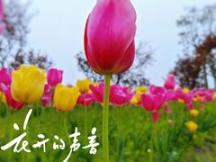 -花开海上生态园