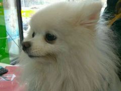 -荣耀金沙动物医院(清江西路店)