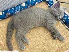 -创凡宠物医院·骨专科  猫科中心(西乡分院)