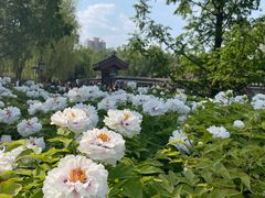 -莲花池公园