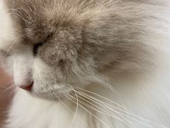 -Cappucimeow猫咪咖啡馆(韦伯时代店)