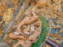 -好兄弟郭巨海鲜(天一阁店)