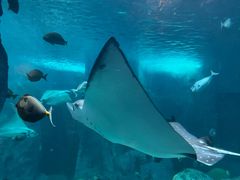 -悉尼海洋生物水族馆
