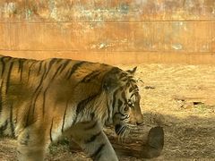 -昆明动物园