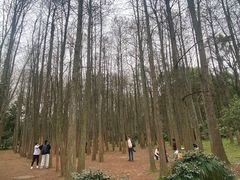 -杭州植物园