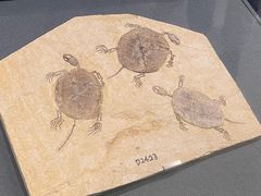 -大连自然博物馆·地球展厅