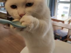 -MOYOYO猫咪咖啡店