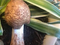 -福照楼汽锅鸡·云南特色菜(万达广场店)