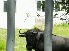 -哈尔滨北方森林动物园