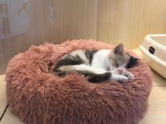-momokira米努特·德文卷毛猫·棉花面纱犬