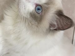 -芭比堂动物医院·犬猫全科·异宠专科(雁塔分院)