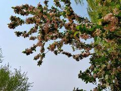-丰台科技园生态主题公园