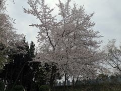 -嘉定紫藤园