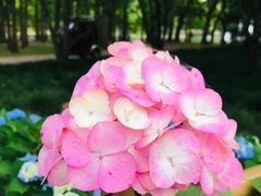 -上海共青森林公园