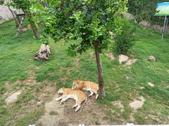 -西霞口神雕山野生动物世界