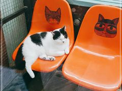 -猫咪博物馆(顶澳仔猫街店)