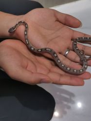 -Moni星球萌宠·小马宝莉·灵蛇·高端高阶全萌宠互动体验俱乐部(红豆国际广场店)