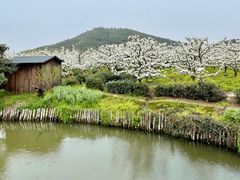-树山生态村