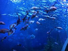 -芜湖新华联大白鲸海洋公园