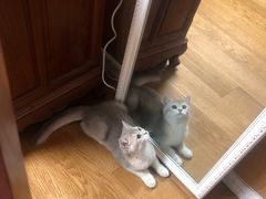 -东方名猫馆·英短金渐层布偶猫舍(环线广场1号楼店)