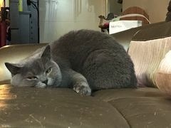 -瑞派动物医院·猫专科·至诚(江南中分院)