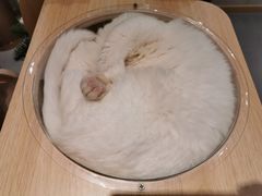 -飞行喵MR PILOT|猫舍·猫咖(静安大融城店)
